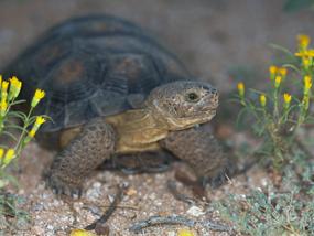 Desert Tortoise